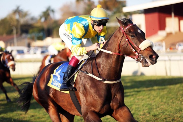 Saratoga Dancer (Nkosi Hlophe)