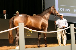 Cape Thoroughbred Sales