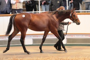 Lot 442 by Galileo out of Penang Pearl, the salestopper at the recent Tattersalls October sale, was sold to Coolmore for 2.6 million guineas (or a whopping R48.7 million!)