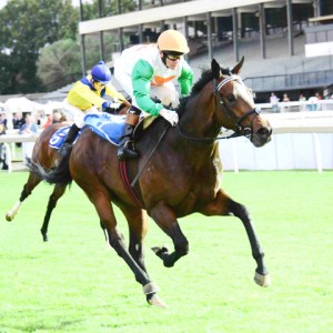 Harry's Son winning the Gr Graham Beck Stakes at Turffontein yesterday (