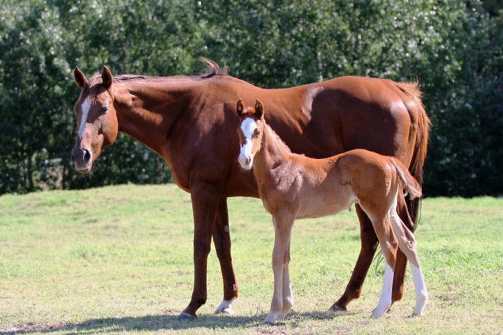 Miss Frankel (Liesl King)