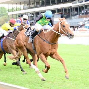 Rich Girl winning the Emperors Palace Ready To Run Cup at Turffontein yesterday