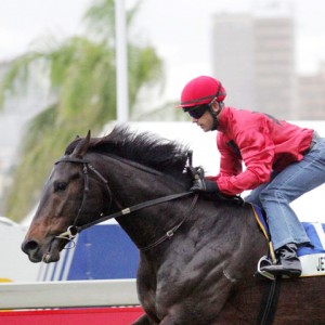 jet explorer gallops an