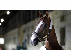 california chrome