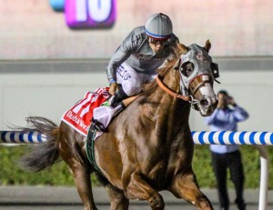 California Chrome (Liesl King)