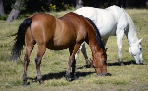 Retired Racehorses (Supplied)