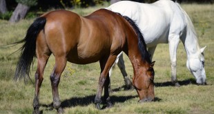 Retired Racehorses (Supplied)