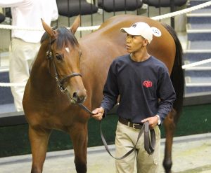 Sales Topper Lot 142 (Candiese Marnewick)