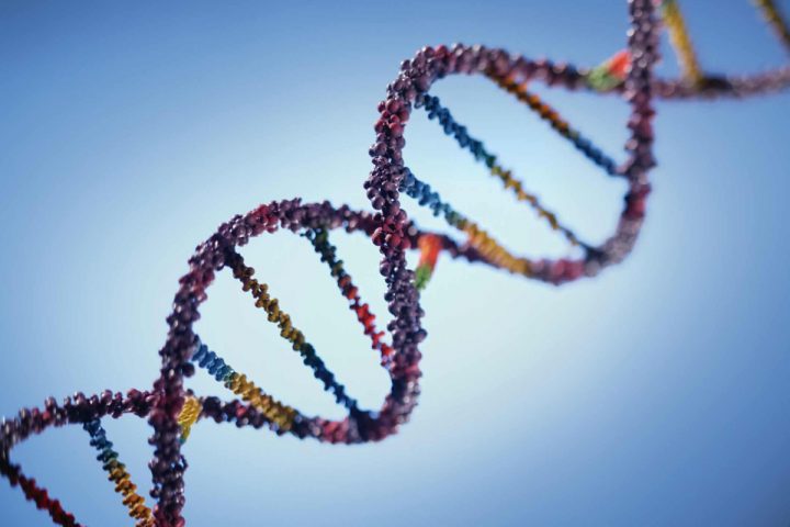 DNA strand (thehorse.com))