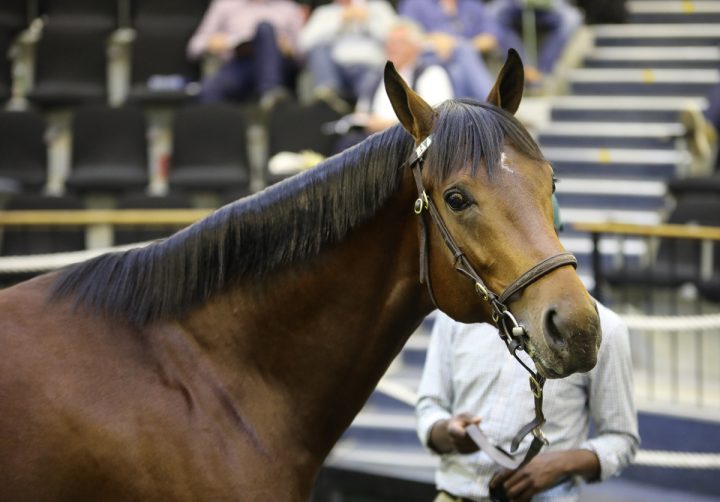 Lot 85 Hurricane Harry (Candiese Marnewick)