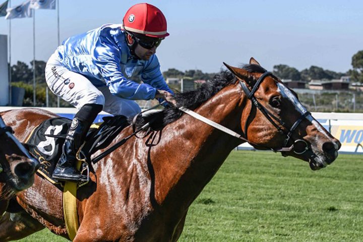 King Of Gems (Sportingpost - Chase Liebenberg)