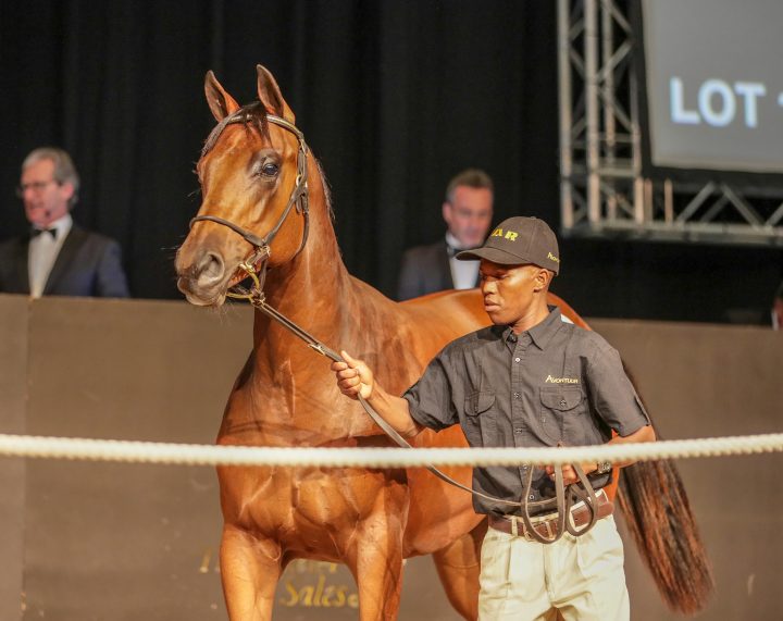 Lot 120 by Avontuur Stud (Liesl King)