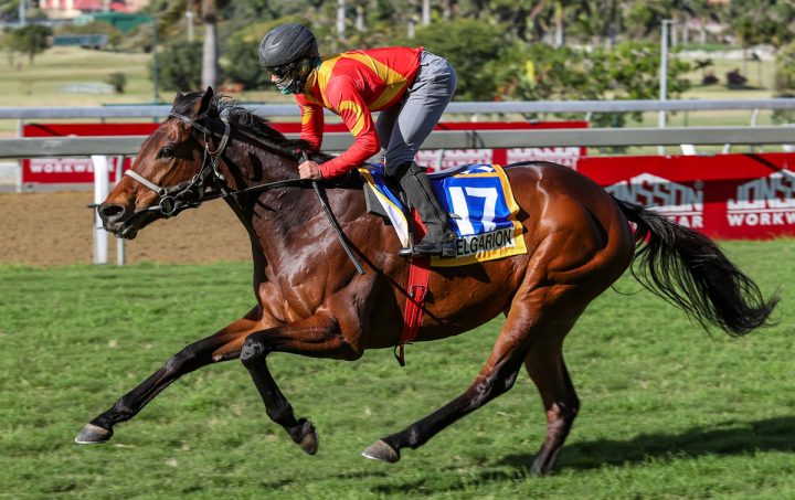 Belgarion gallops (Candiese Lenferna)